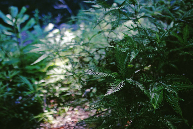 riverside ferns