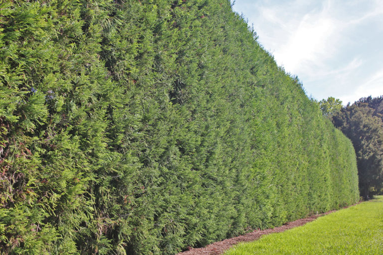 orchard and large hedges for dramatic wedding photos