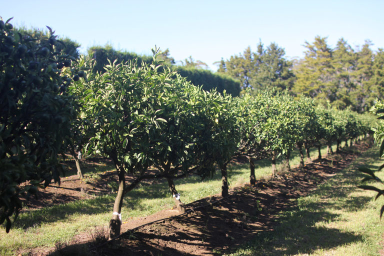 orchard for wedding photos kerikeri