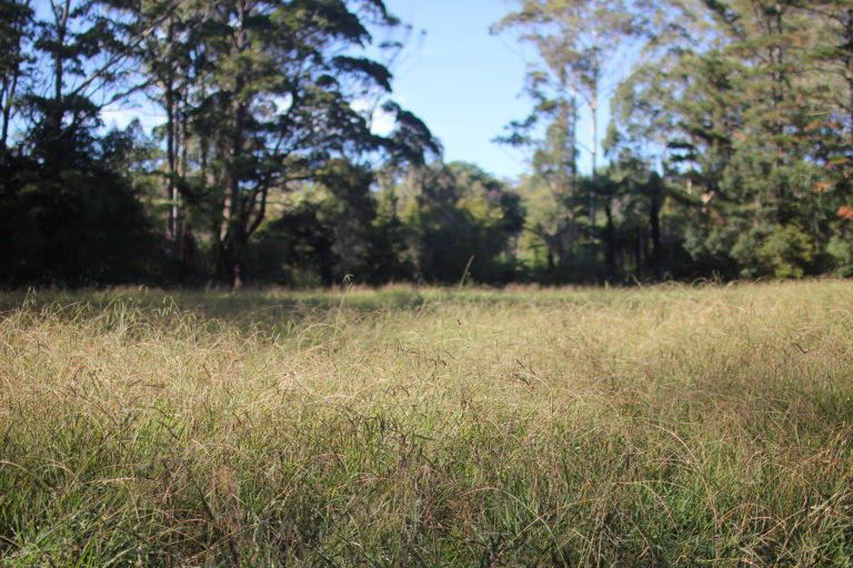 meadow for wedding photos