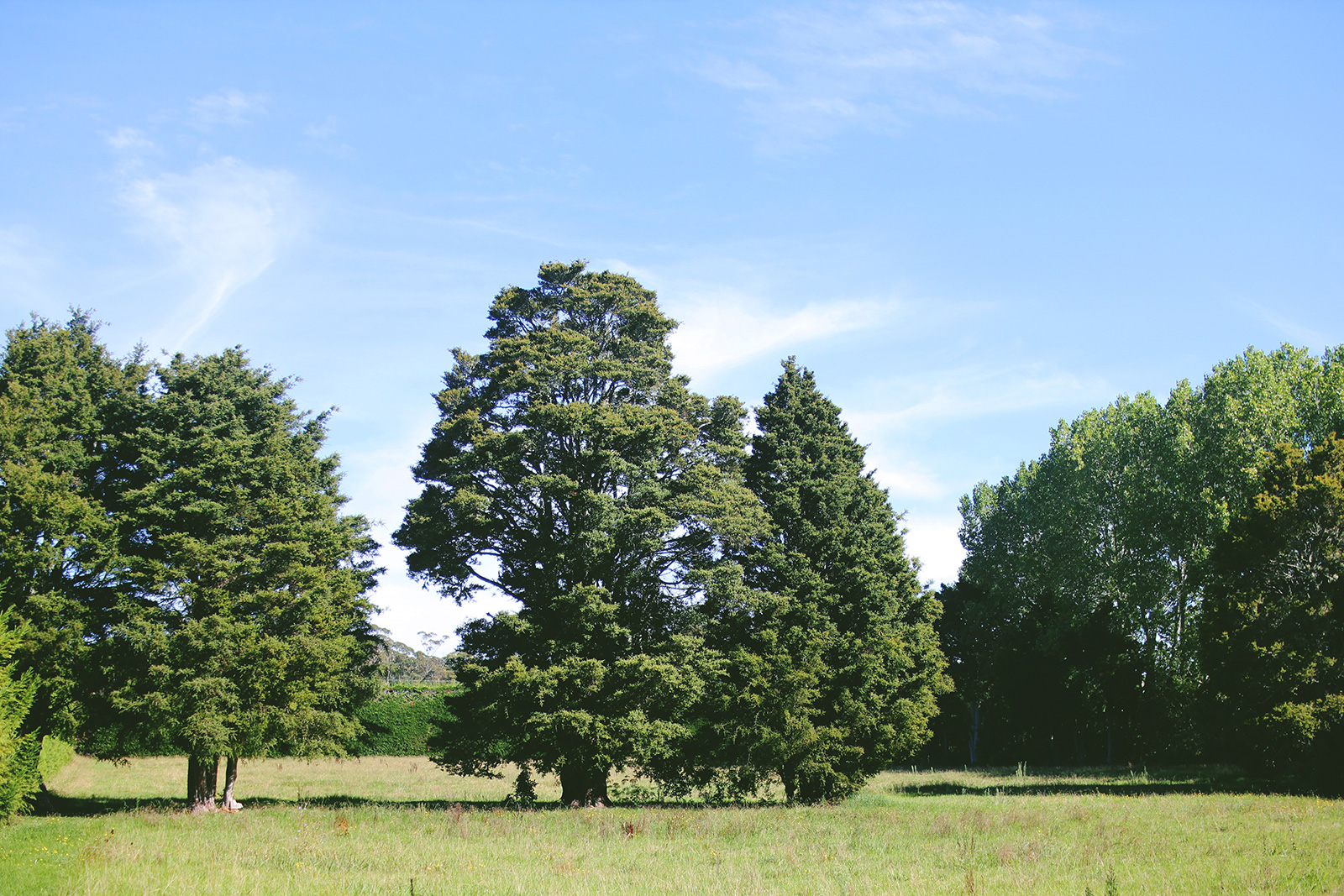 paddock and large trees