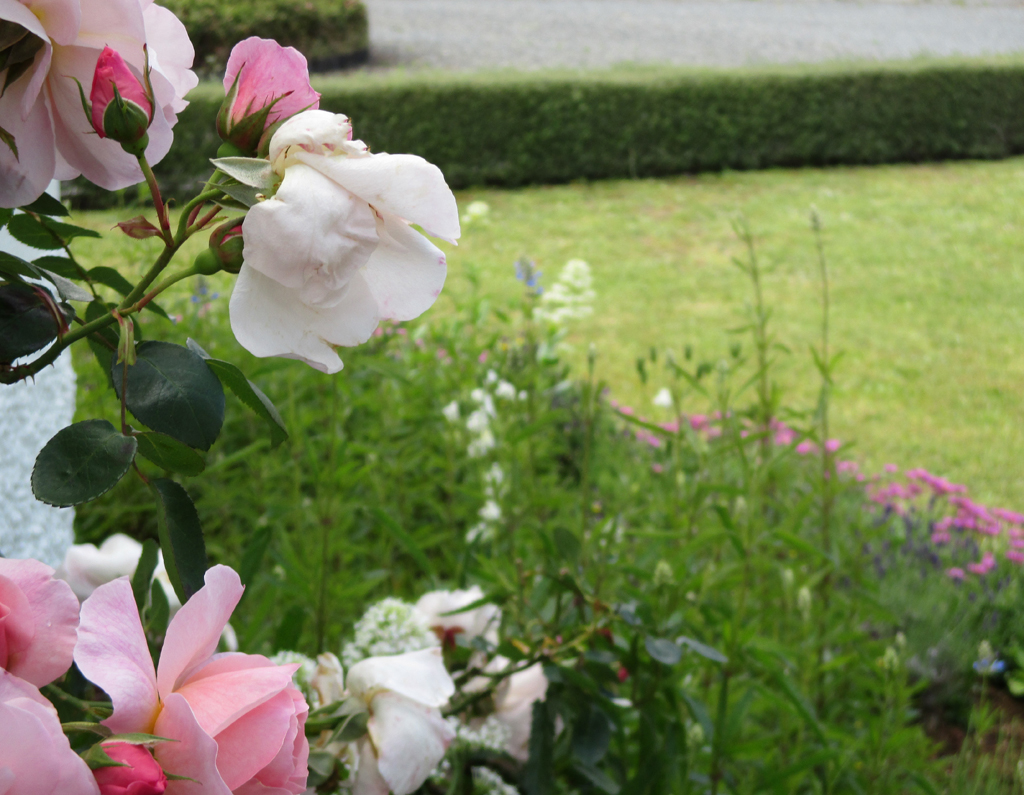 roses and flower borders