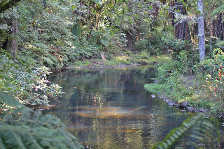 river at seronera wedding venue kerikeri