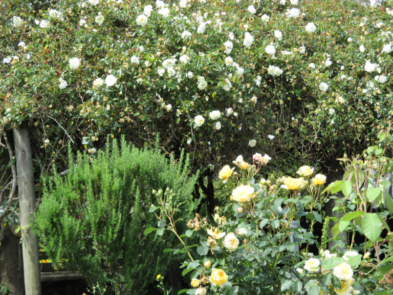 the rose tunnel and romantic country garden