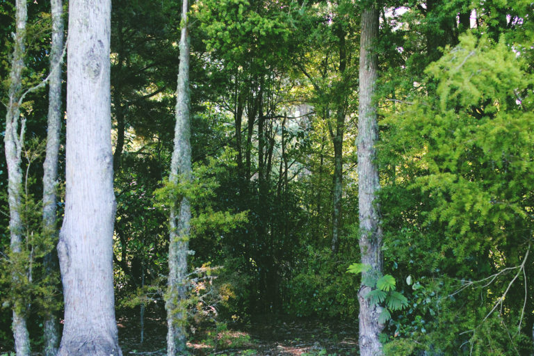 woodland area by river at seronera wedding venue